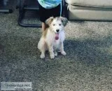 Jack rat Dog for sell