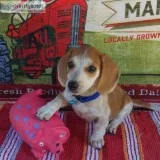 AKC Mini-Dachshund Puppies