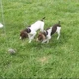 Top GSPCA Hall of Fame AKC close working lines