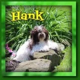 Hank AKC Male Havanese