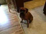 AKC Euro boxer puppies