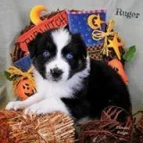 Blue-eyed tri Australian Shepherds