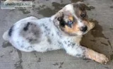 AussieHeeler Puppies