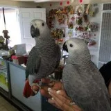 African grey parrot for sale