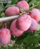 Victoria Plum for sale  Buy fruit trees online - Raintree Nurser