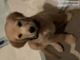 Golden Retriever with crate and supplies