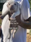 American Bully Puppies