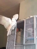 Cockatoo parrots for rehoming