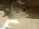 Huskies for sale about 3 months old