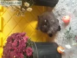 Persian kittens