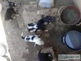 Husky pit mix puppies pitskis