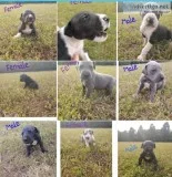 Great Dane Puppies