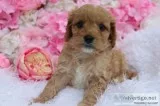 Cava po pups available