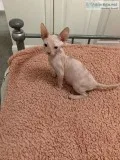 Good to go sphynx kittens