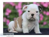 English bully pup for sale