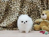 Exciting pomeranian pups