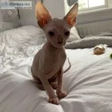 Lovely sphynx kitty