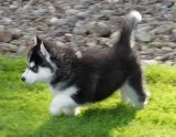 Siberian husky pups 