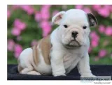 Champion bloodline english bully