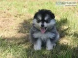 Gorgeous pomskeys 
