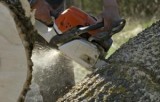 Tree Lopping Services Inner West