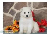 Adorable pomky pups