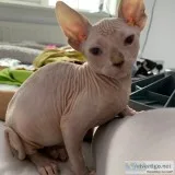 Sphynx kitten