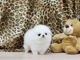  3 lovely pomeranian