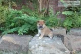 AKC Shiba Inu Puppies