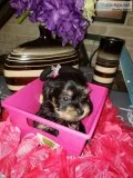 Beautiful Female Chorkie Puppy