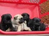 Bemdre Blue Pug Puppies