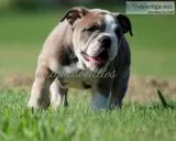 OLDE ENGLISH BULLDOGGE PUPS