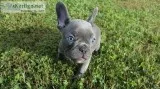 Bulky French Bulldog Puppies