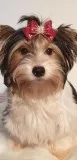Beautiful Color Yorkshire Terrier
