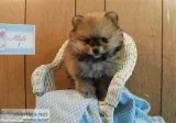 Lil Pomeranian puppies
