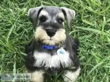 Classic Miniature Schnauzer