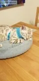Bengal Kitten - Seal Mink Spotted