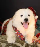 Great Pyrenees X Maremma Gentle Giant Pups