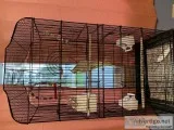 cockatiels for sale hand tamed