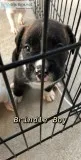 Boxer Puppies