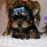Awesome Yorkshire Terrier Puppies