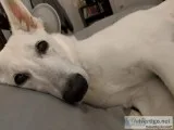 White Female German Shepherd