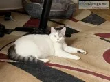 2 cats need home
