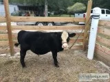 Miniature Hereford x bull