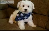 Maltese