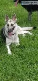 Silver AKC german shepherd puppies
