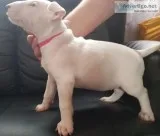 aKc English Bull Terrier Puppies