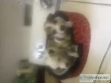 Chihua puppies