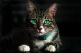 Cat Sitter Available