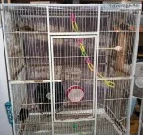 Sugar Gliders for Sale